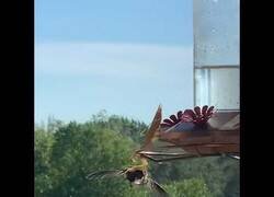 Enlace a ¿Quién dijo que los pájaros se comían a los insectos?