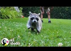 Enlace a Mapache bebé aprende a nadar