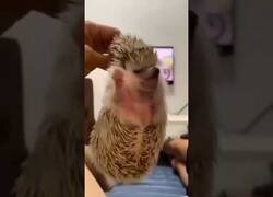 Enlace a El erizo nostálgico