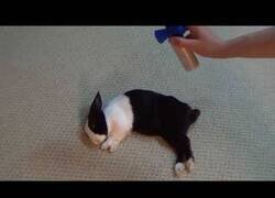 Enlace a Despertando a un conejo con una bocina de gas