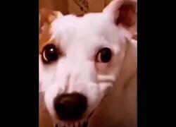 Enlace a El PerroMotor