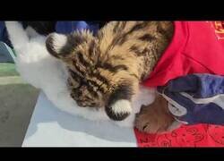 Enlace a Ceremonia de traspaso del año del Tigre al año del Conejo en un zoo de China sale mal