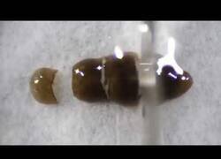 Enlace a Planarias, el gusano inmortal que es capaz de regenerarse