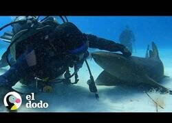 Enlace a El hombre que se hizo amigo de un tiburón