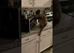 Enlace a Gato se enfada con el microondas