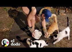 Enlace a El hombre que cuidaba 100 gatos sin hogar en Hawái