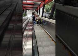 Enlace a Perro bajando unas escaleras mecánicas que suben