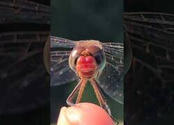 Enlace a Michael, la libélula adiestrada