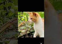 Enlace a Los increíbles reflejos de un gato ante el ataque de una serpiente