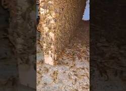 Enlace a Un hombre encuentra miles de escorpiones en una casa abandonada