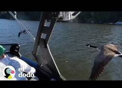 Enlace a El mejor amigo de este chico es un ganso