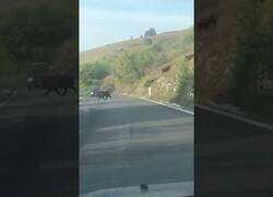 Enlace a Manada de decenas de jabalíes cruzan una carretera