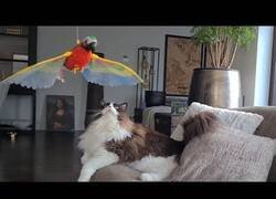 Enlace a Gato contra jueguete de loro electrónico