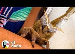 Enlace a La mujer que se ganó la confianza de una polilla gigante