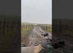 Enlace a Las habilidades de este Border Collie para pastorear un rebaño de ovejas