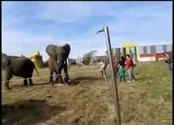 Enlace a Un elefante agarra y lanza a una mujer