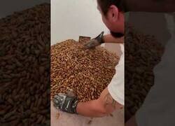 Enlace a Encuentran miles de bellotas tras la pared de una casa acumuladas por un pájaro carpintero