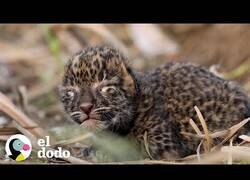 Enlace a Cuidando de un cachorro de leopardo