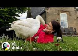 Enlace a El ganso que se enamoró de una mujer