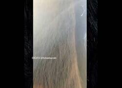 Enlace a ¿Este árbol tiene pelo? No, es mucho peor que eso