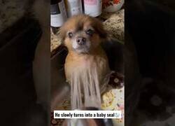 Enlace a Convirtiendo un perrito en una foca bebé