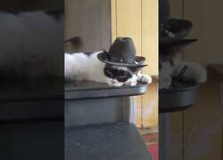 Enlace a Este gato es El Zorro