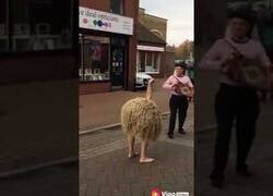 Enlace a Este Carnaval me topé con un avestruz