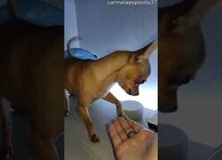 Enlace a Nunca le digas a Alexa que ladre