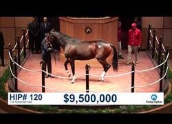 Enlace a Así es una subasta de caballos en Estados Unidos