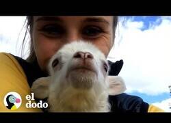 Enlace a Así es cuidar de un pequeño cordero