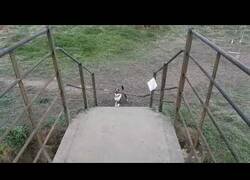 Enlace a Este perro es tan tonto como persistente