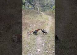 Enlace a Un perro trata de parar un pelea de gallos