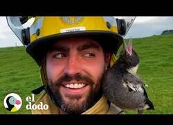 Enlace a Bombero cría a una urraca bebé