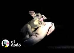 Enlace a Pequeña zarigüeya se reúne con su mamá