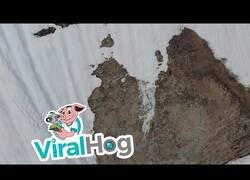 Enlace a Un resbaladizo osezno trepa la nieve para reunirse con su mamá