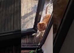 Enlace a Déjame pasar que me duele la pata...