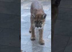 Enlace a Un gato ahuyenta de su casa a un puma