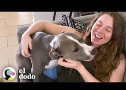 Enlace a Esta perra es la mejor cuidadora de una mujer embarazada