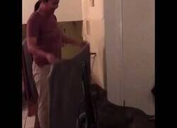 Enlace a Truco para engañar al perro con una toalla sale mal