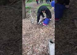 Enlace a Koala ataca a un niño