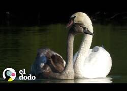 Enlace a Buscando una nueva familia para este agresivo cisne