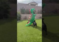Enlace a Dos boxers se enfrentan a un dinosaurio