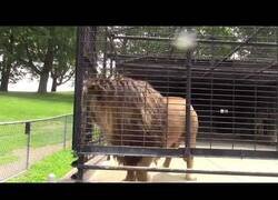 Enlace a Un león orina sobre los visitantes de un zoo