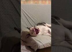 Enlace a A este periquito le gusta el riesgo