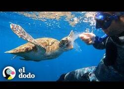 Enlace a Tortuga marina comparte su medusa con unos buzos