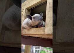 Enlace a Oso hormiguero estirando su lengua