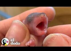 Enlace a Animales con 8 semanas de edad