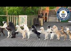 Enlace a La conga de perros más larga jamás hecha