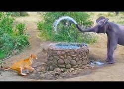 Enlace a Elefante y leona se encuentran en un pozo