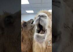 Enlace a ¿Sabías que los camellos pueden comer cactus sin problemas?